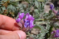 Astragalus inflexus