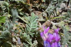 Astragalus inflexus