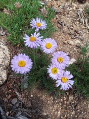 Erigeron pinnatisectus