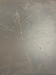 Digitaria cognata