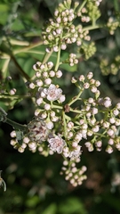 Spiraea alba latifolia