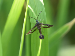 Synanthedon hela