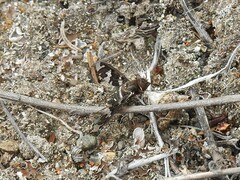 Exoprosopa dorcadion