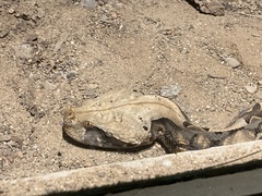 Bitis gabonica