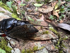 Cryptotympana holsti