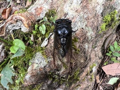 Cryptotympana holsti