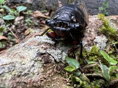 Cryptotympana holsti