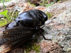 Cryptotympana holsti