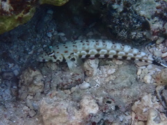 Parapercis millepunctata