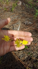 Hieracium megacephalon