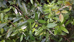 Cynanchum ellipticum