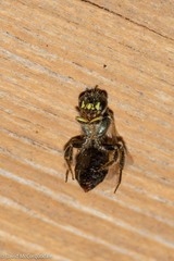 Perdita octomaculata