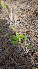 Hieracium megacephalon