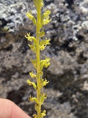 Platanthera colemanii