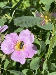 Hoplitis fulgida