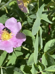 Hoplitis fulgida