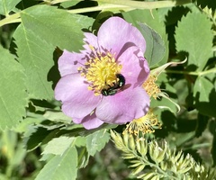 Hoplitis fulgida