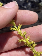 Platanthera colemanii