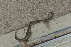 Coluber constrictor