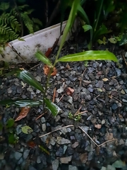Zingiber officinale