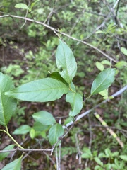 Rhamnus lanceolata