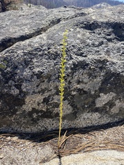 Platanthera colemanii