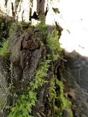 Pohlia longibracteata