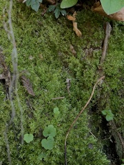 Pohlia longibracteata