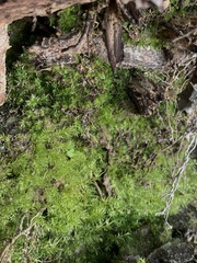 Pohlia longibracteata