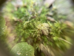 Pohlia longibracteata