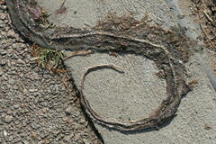 Coluber constrictor