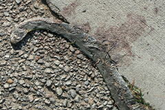 Coluber constrictor