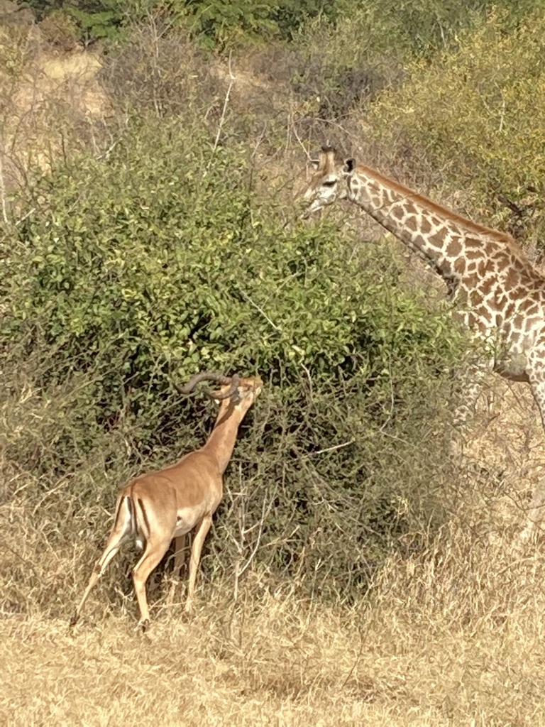 Aepyceros melampus melampus, Chobe National Park, Chobe, BW, by beardeddragon1