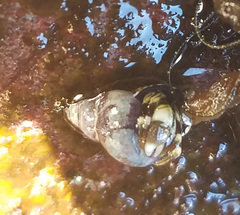 Pagurus hirsutiusculus