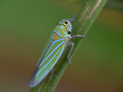Chlorogonalia