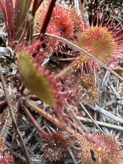 Drosera rotundifolia