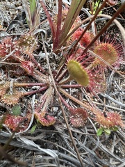 Drosera rotundifolia