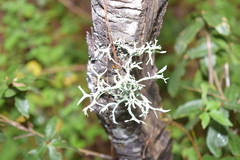Pseudevernia