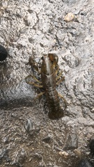 Parastacus pugnax