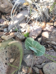 Asclepias nummularia
