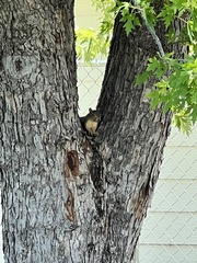 Sciurus niger