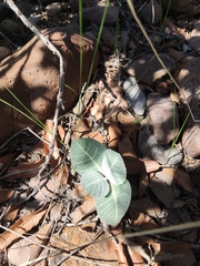 Asclepias nummularia