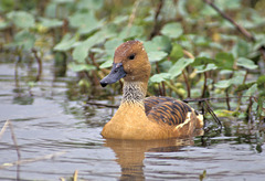 Fulvous Whistling Duck photo 3