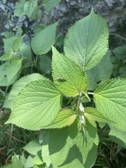 Homalodisca elongata