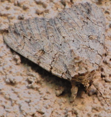 Catocala junctura