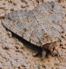 Catocala junctura