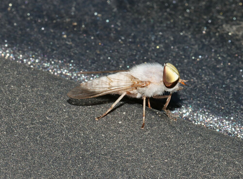 Leucotabanus annulatus photo 4