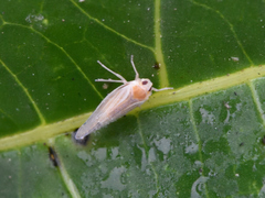 Omolicna