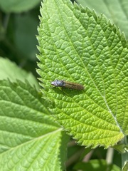 Homalodisca elongata