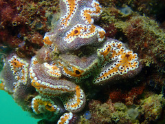 Botrylloides leachii